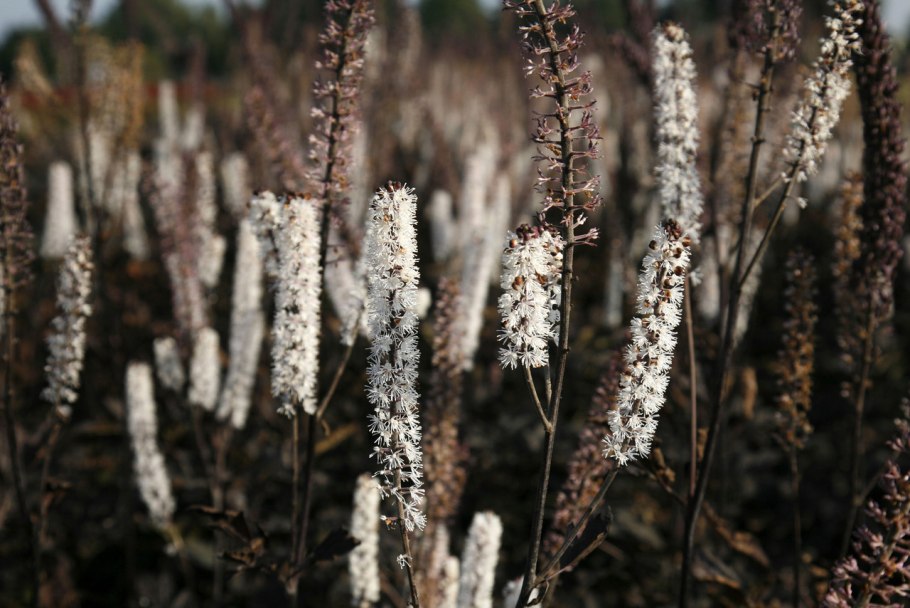 Клопогон атропурпуреа