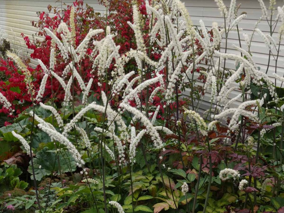 Клопогон кистевидный Цимицифуга