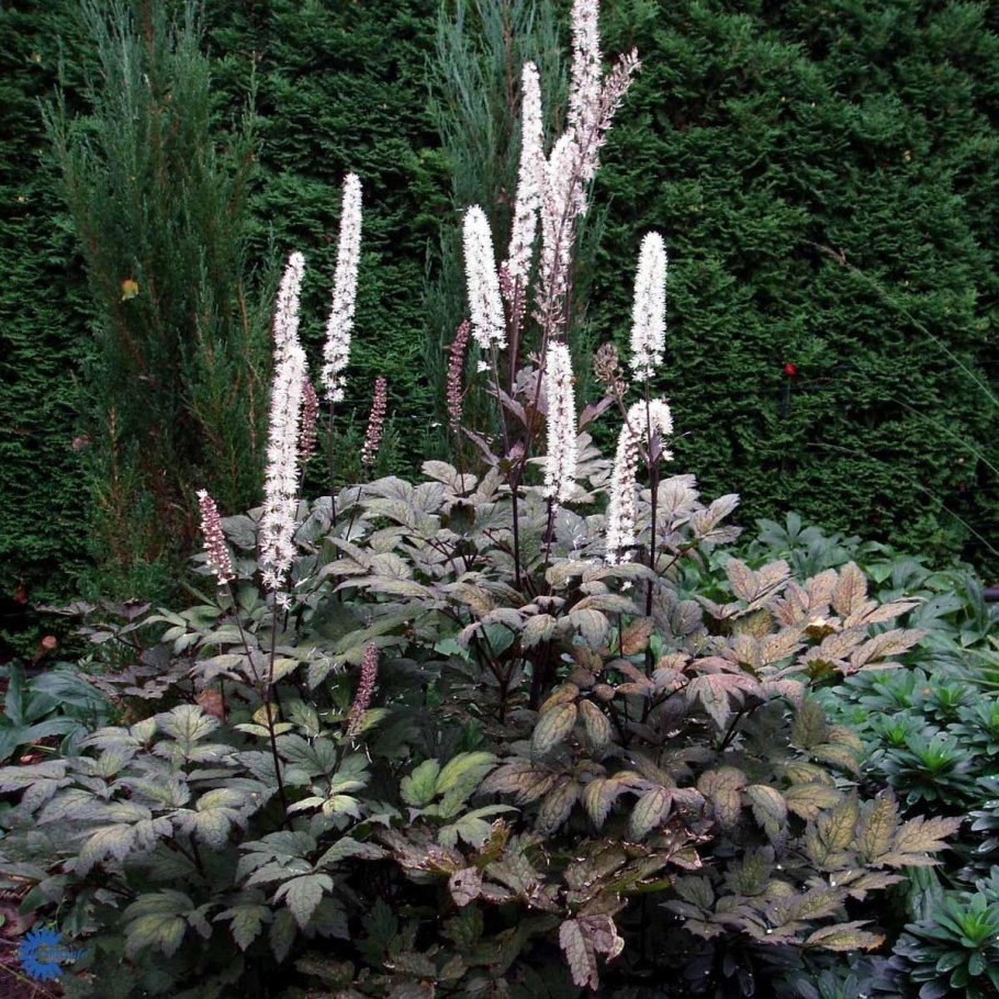 Клопогон кистевидный Actaea racemosa