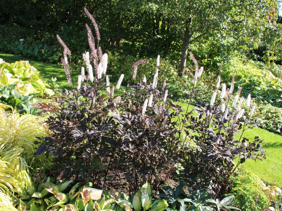 Клопогон зеленый