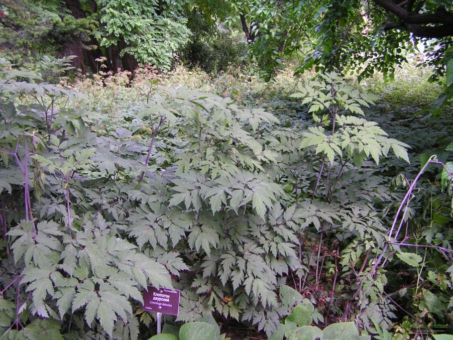 Клопогон даурский