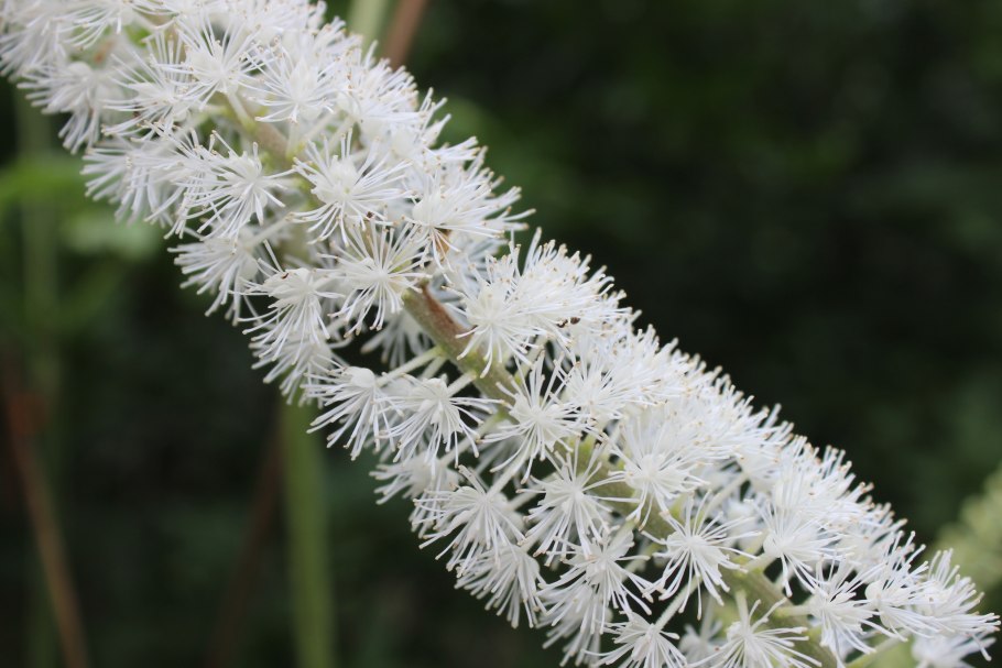 Клопогон кистевидный цимицифуга