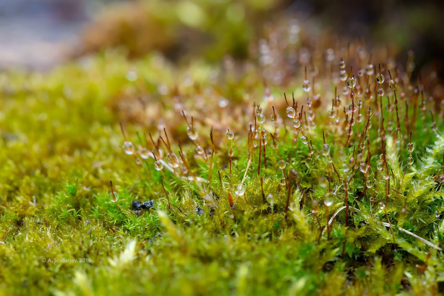 Мох платмос