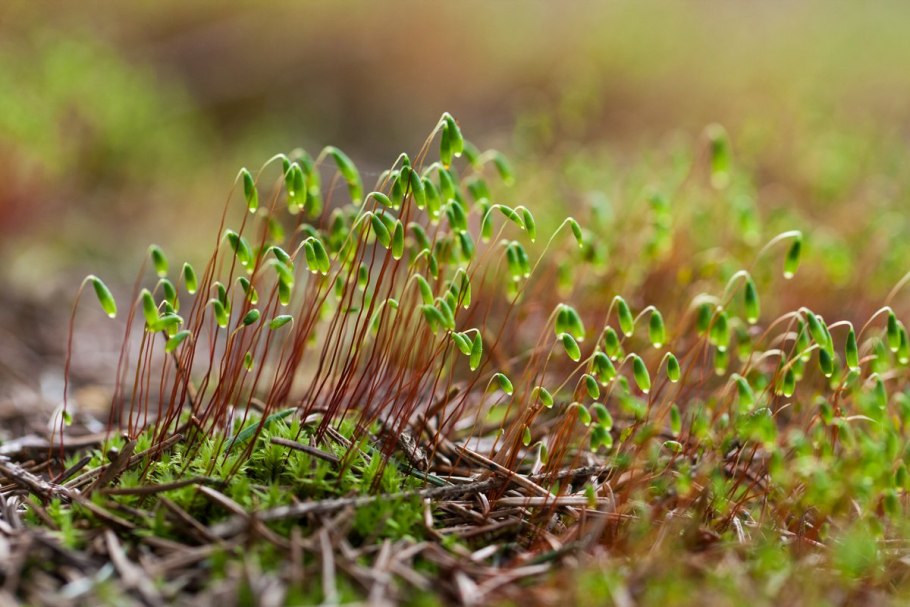 Фунария мох