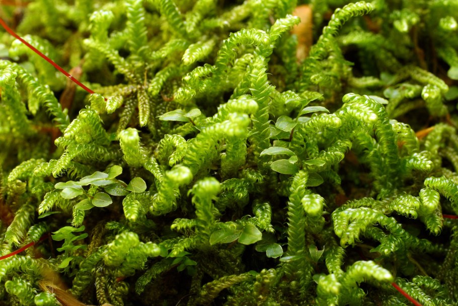 Мох спляхна