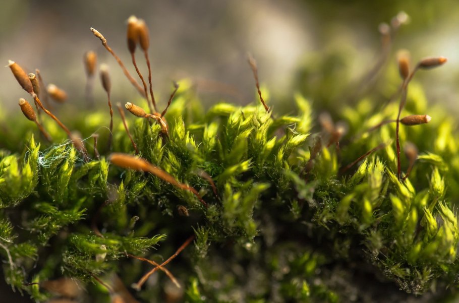 Листостебельные мхи