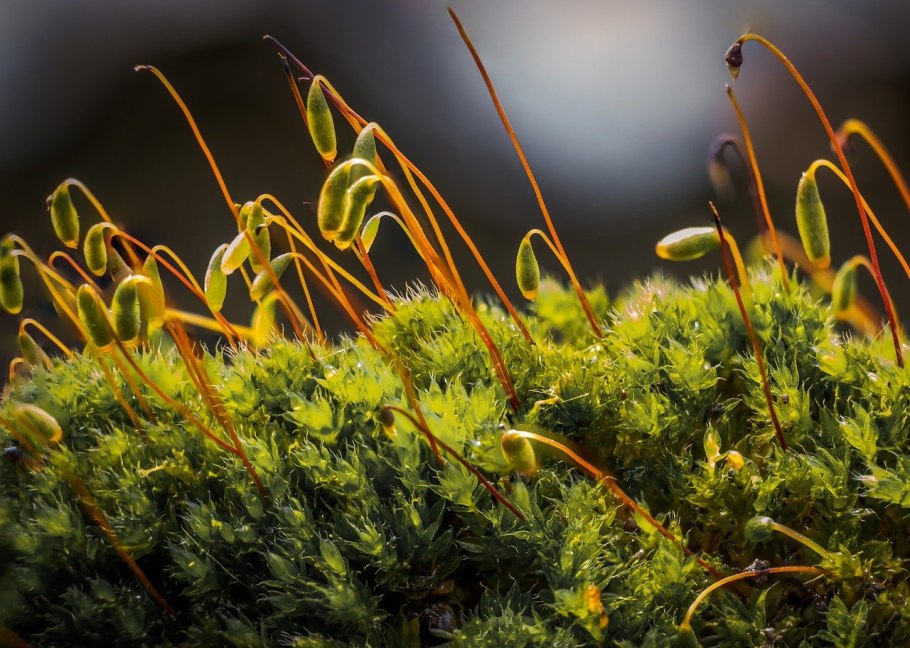 Красивый мох