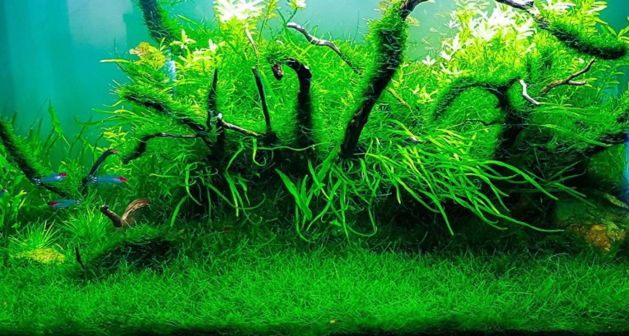 Яванский мох Taxiphyllum