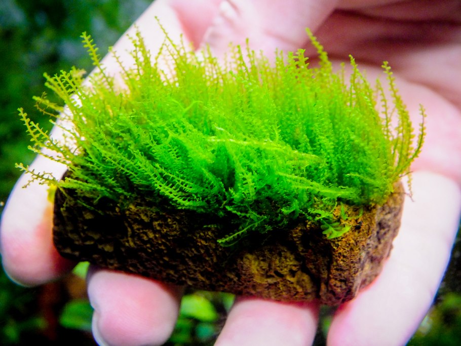 Moss SP. "610" Мох "610"