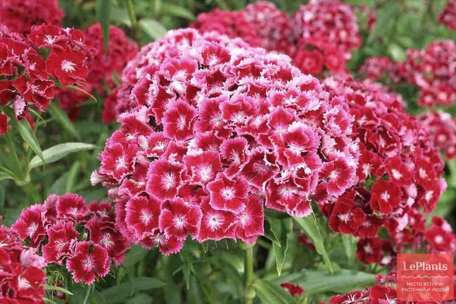 Гвоздика турецкая (Dianthus barbatus)