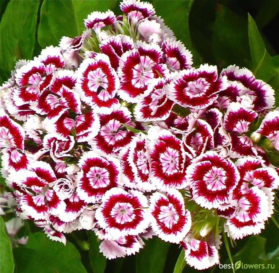 Гвоздика турецкая (Dianthus barbatus)