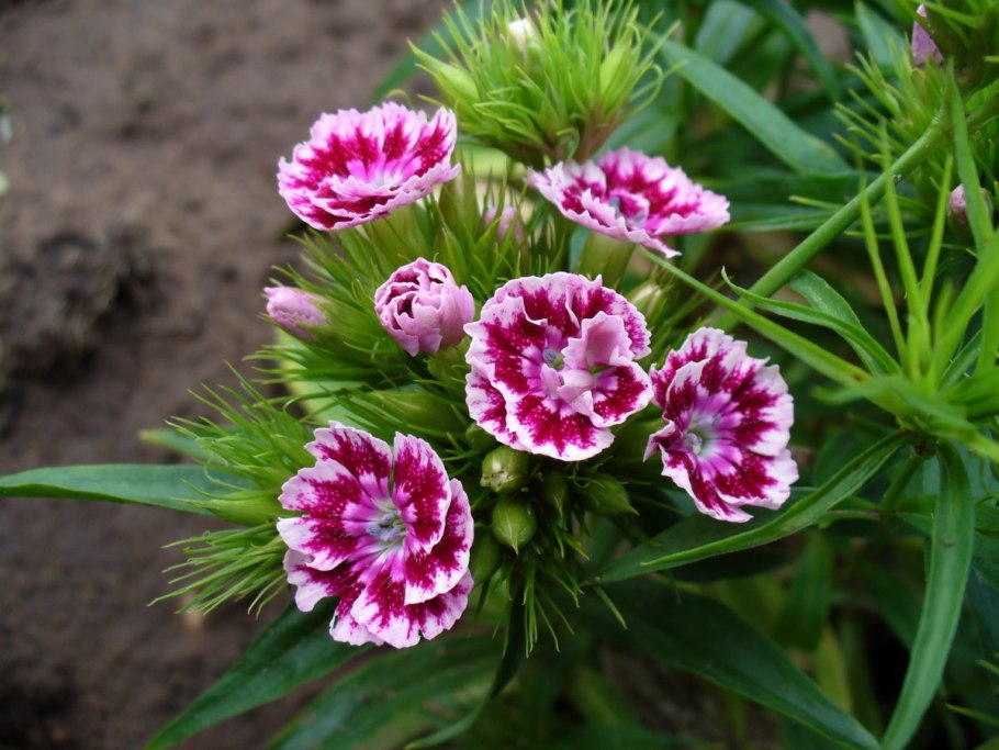 Турецкая гвоздика цветок многолетник