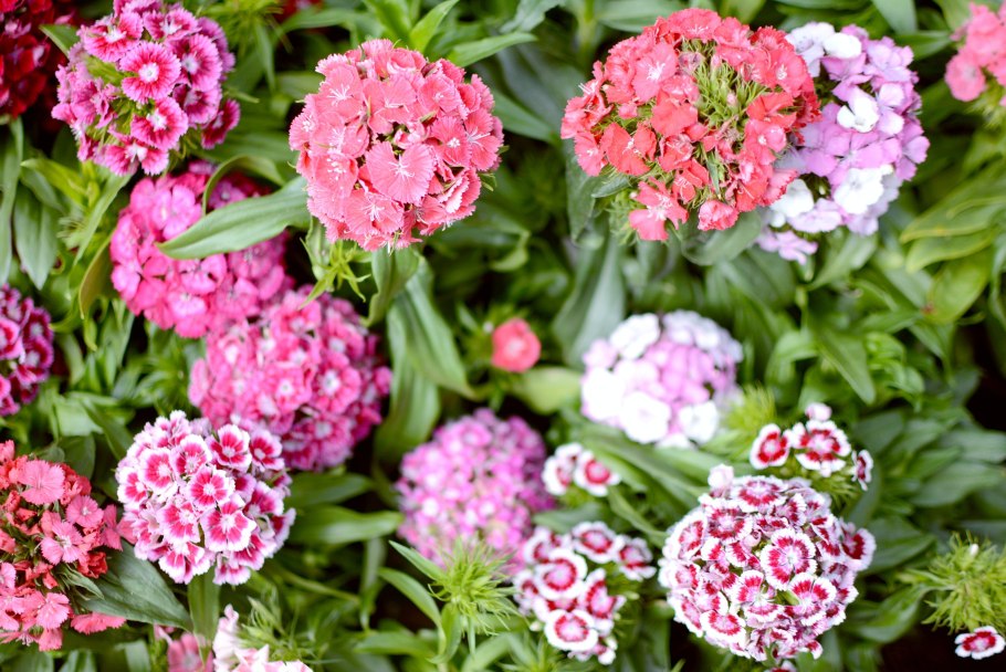 Гвоздика турецкая (Dianthus barbatus)