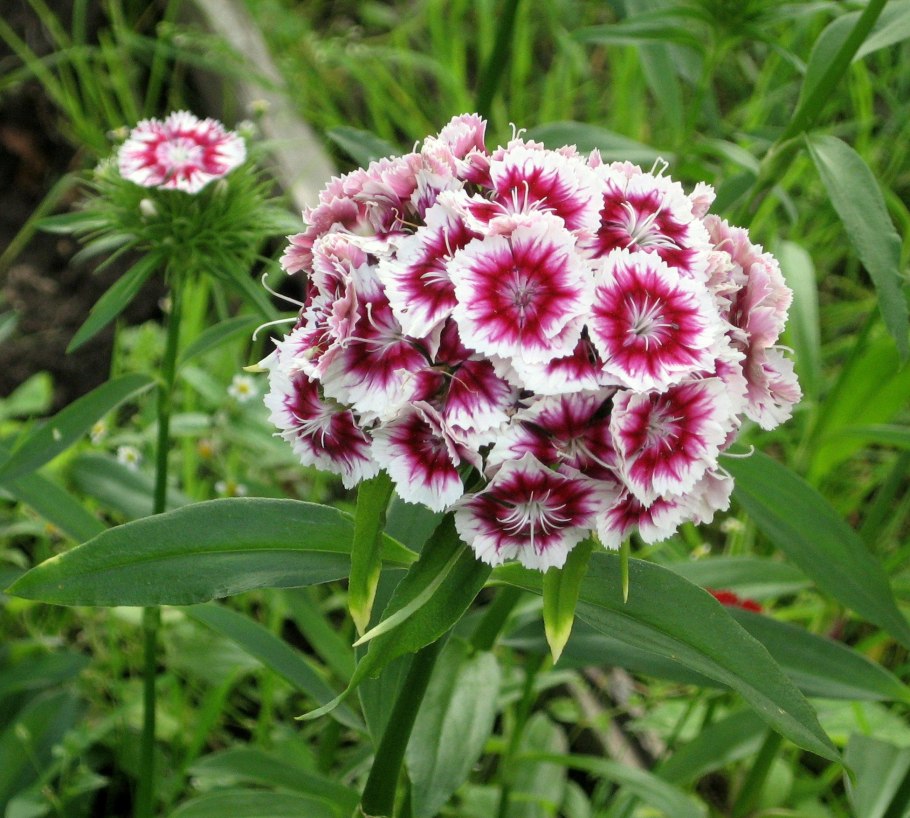 Гвоздика бородатая - Dianthus barbatus