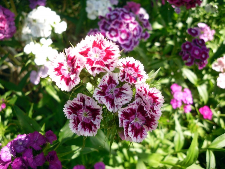 Барбатус турецкая гвоздика