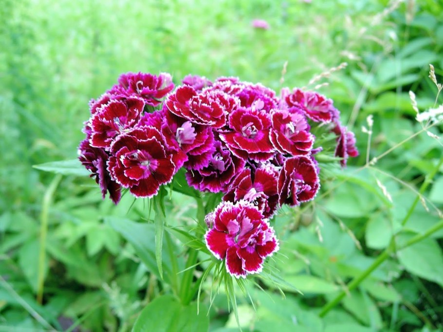 Гвоздика бородатая свитвилиам