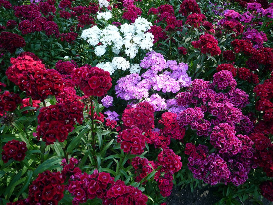 Диантус, гвоздика (турецкая)