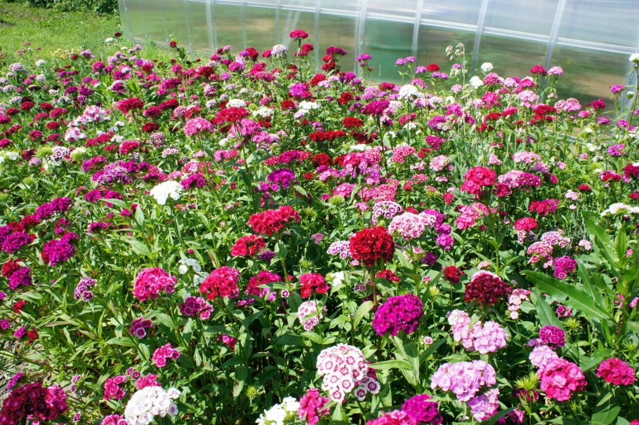 Турецкая гвоздика многолетка