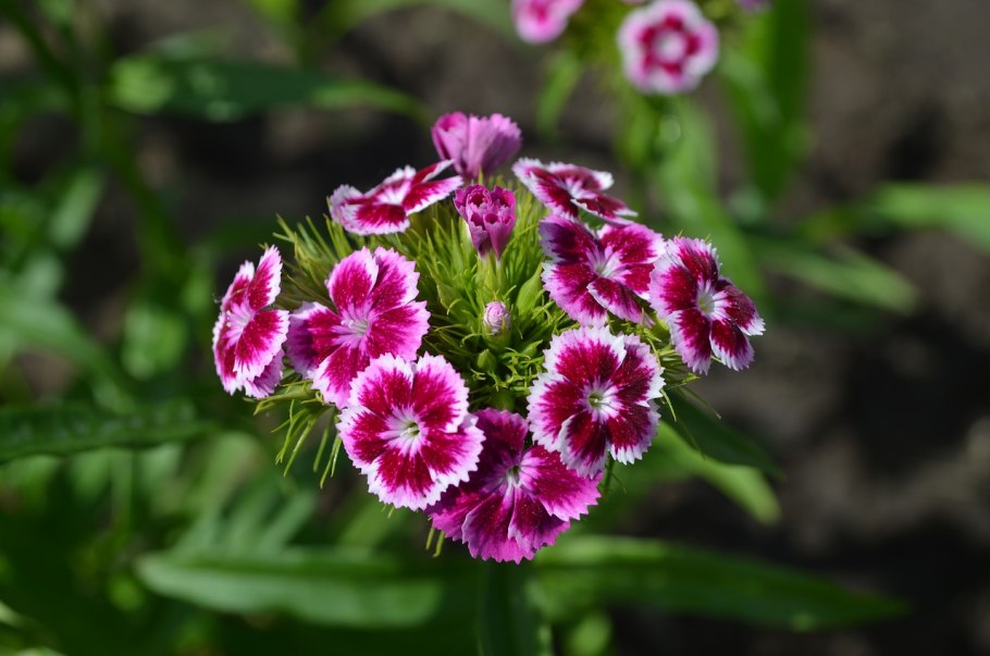 Гвоздика турецкая нигриканс