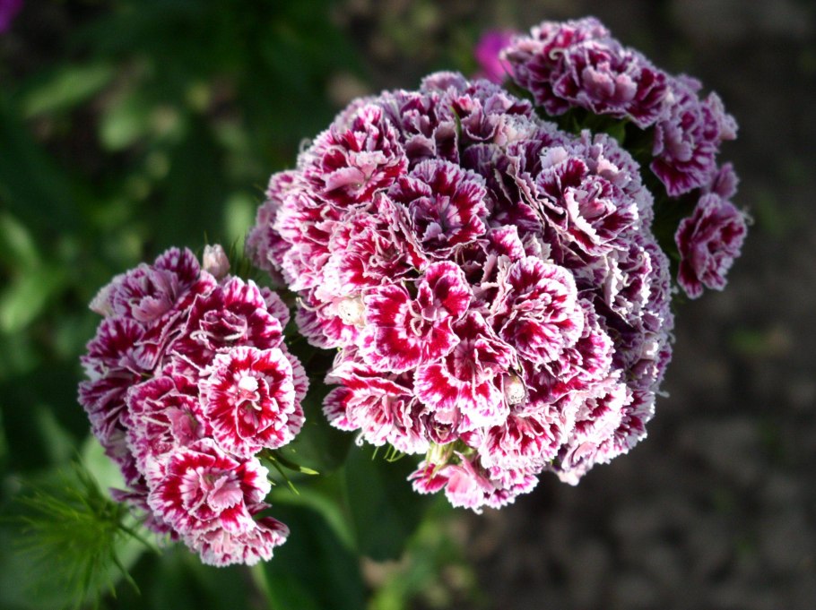 Гвоздика Барбатус махровая