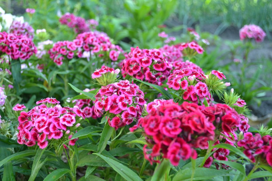 Гвоздика Барбатус махровая