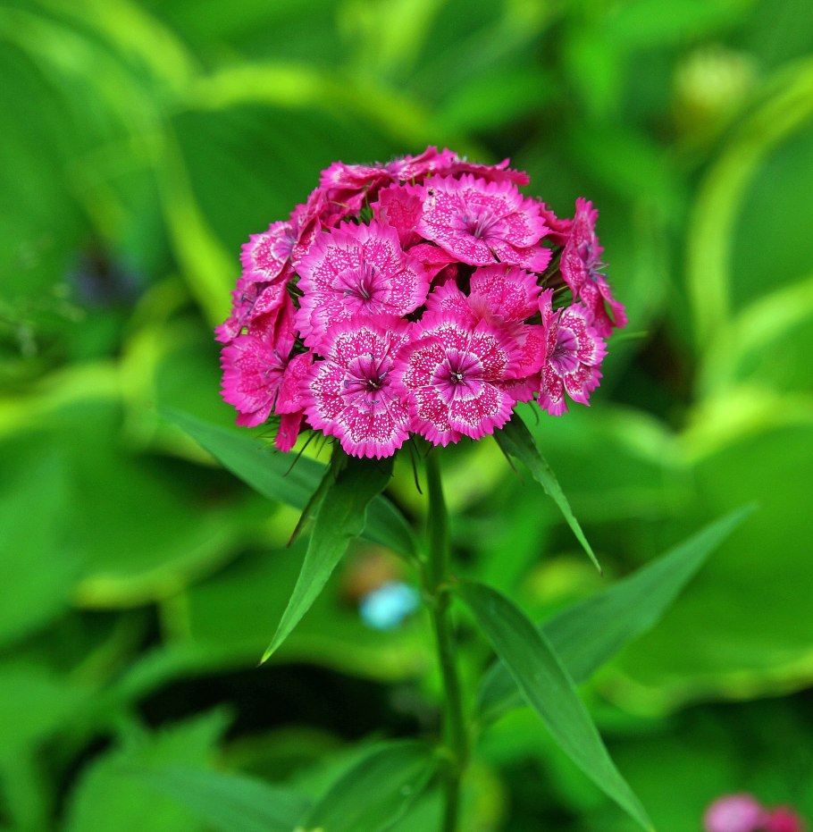 Диантус, гвоздика (турецкая)