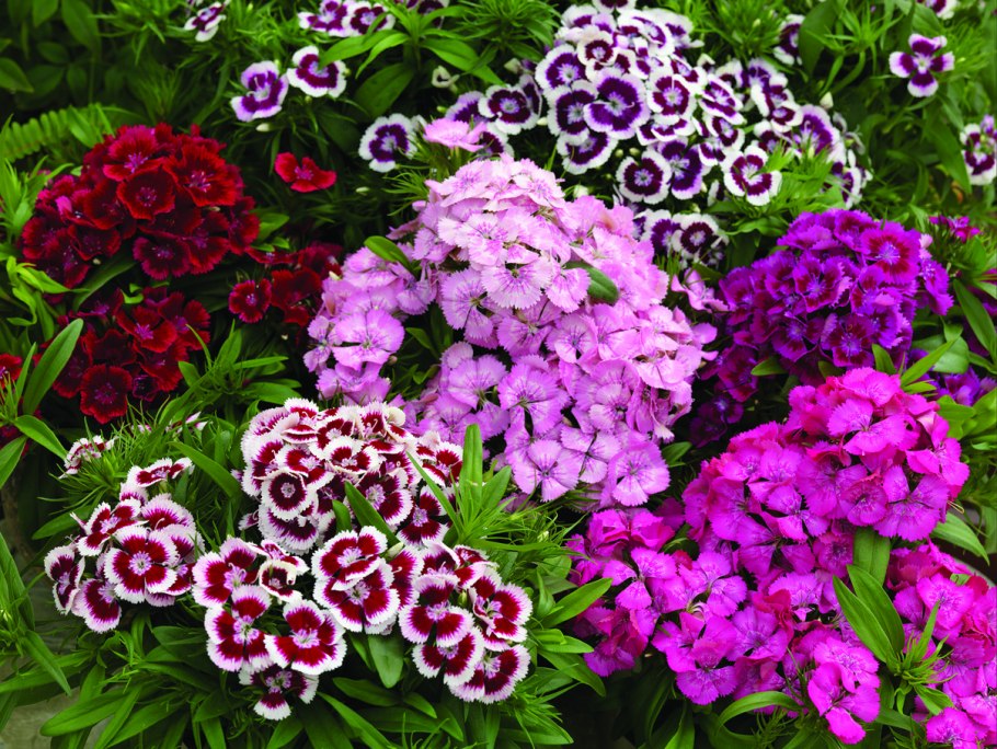 Гвоздика китайская Диана Скарлет