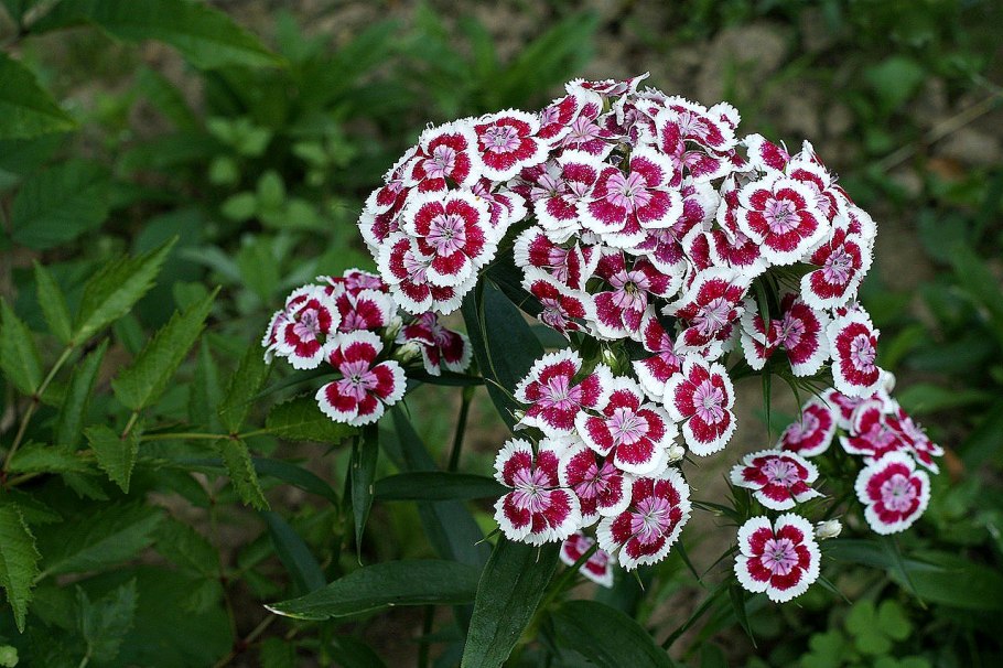 Гвоздика турецкая (Dianthus barbatus)