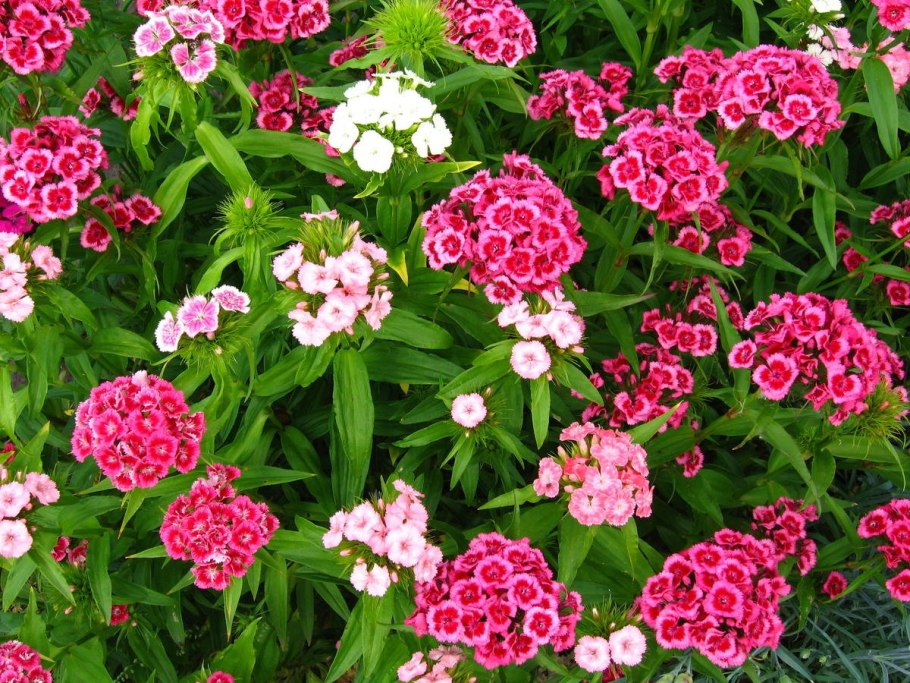 Диантус, гвоздика (турецкая)