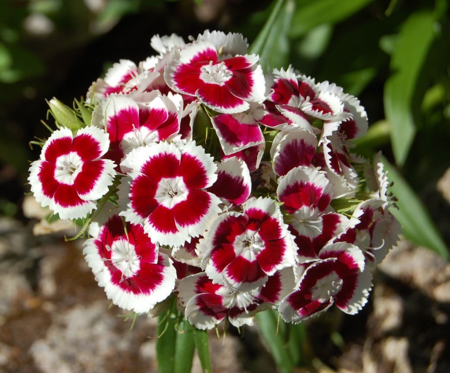 Гвоздика турецкая холборн глория