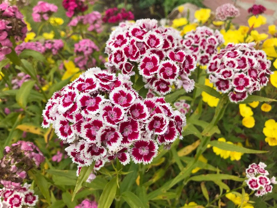 Гвоздика бородатая - Dianthus barbatus