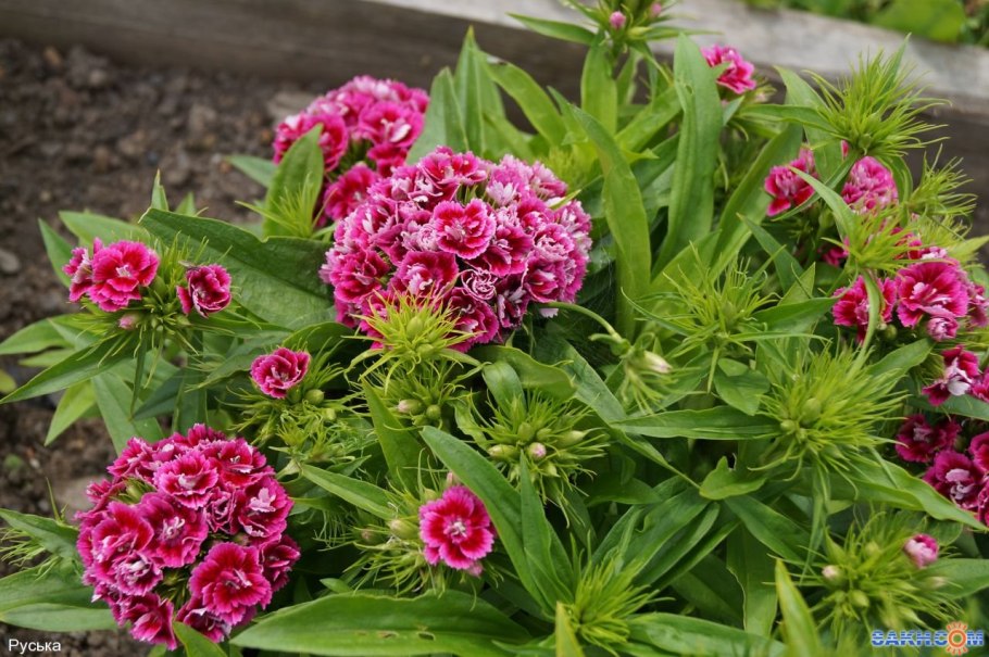 Турецкая гвоздика