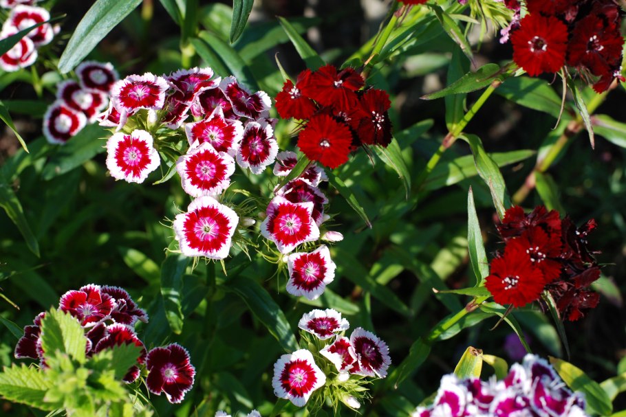Гвоздика бородатая - dianthus barbatus
