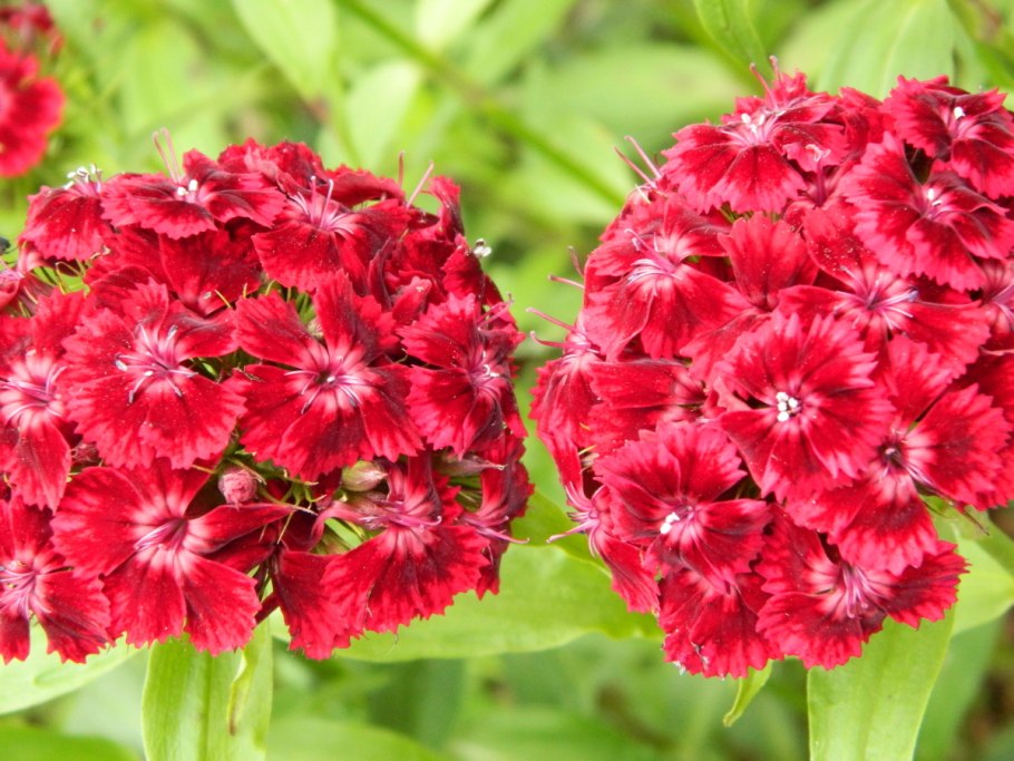 Гвоздика Барбатус махровая