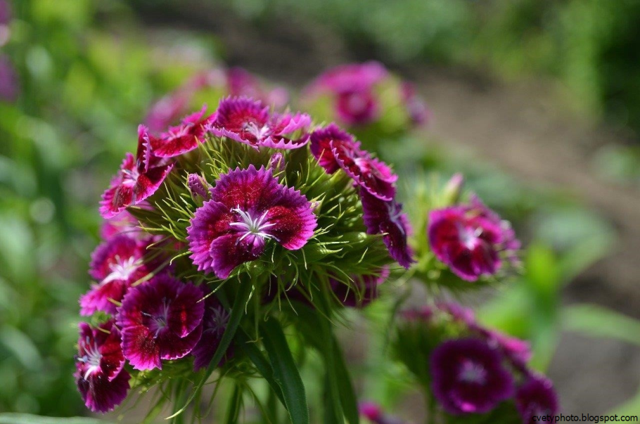 Гвоздика бородатая - dianthus barbatus