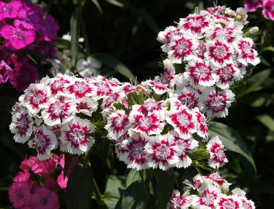 Турецкая гвоздика многолетняя