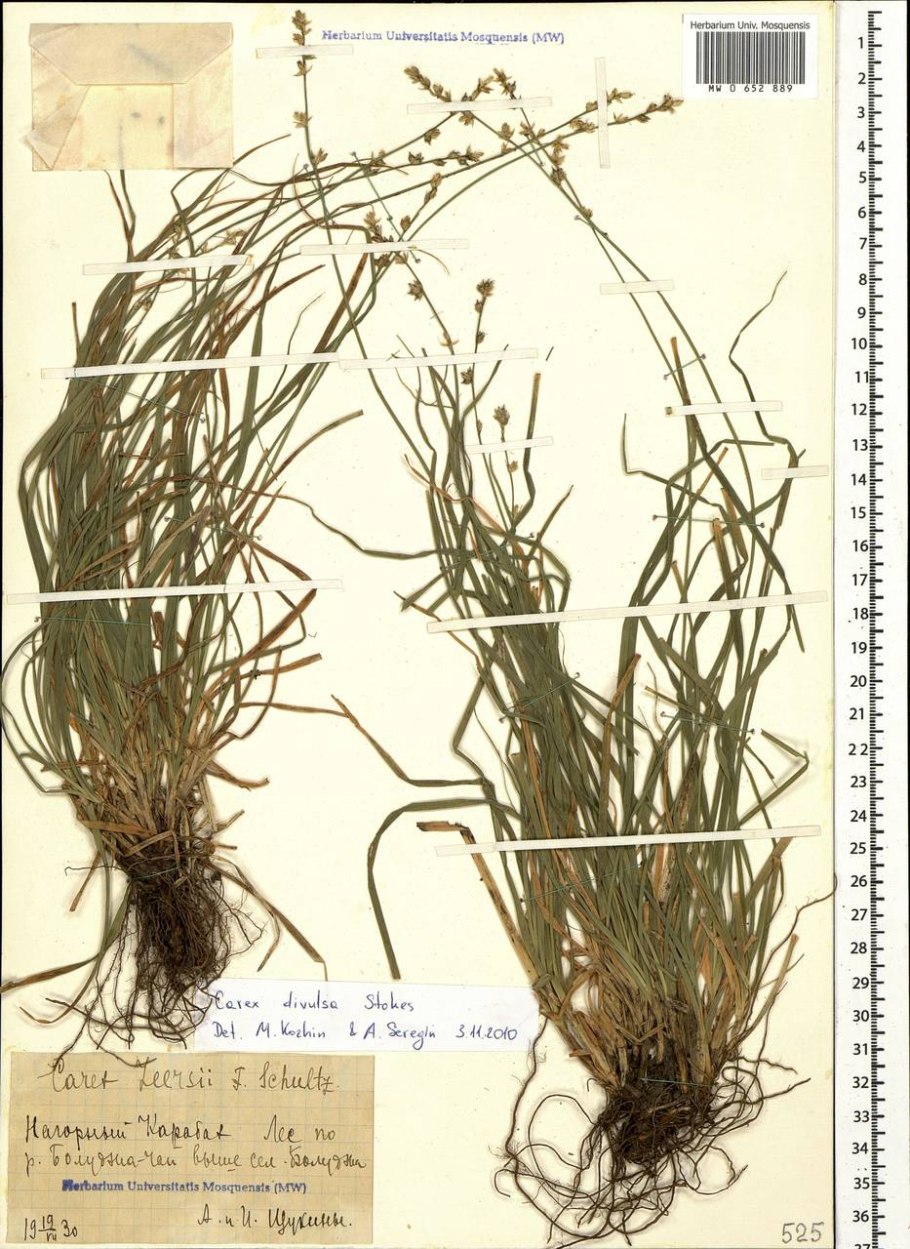 Осока Болотная