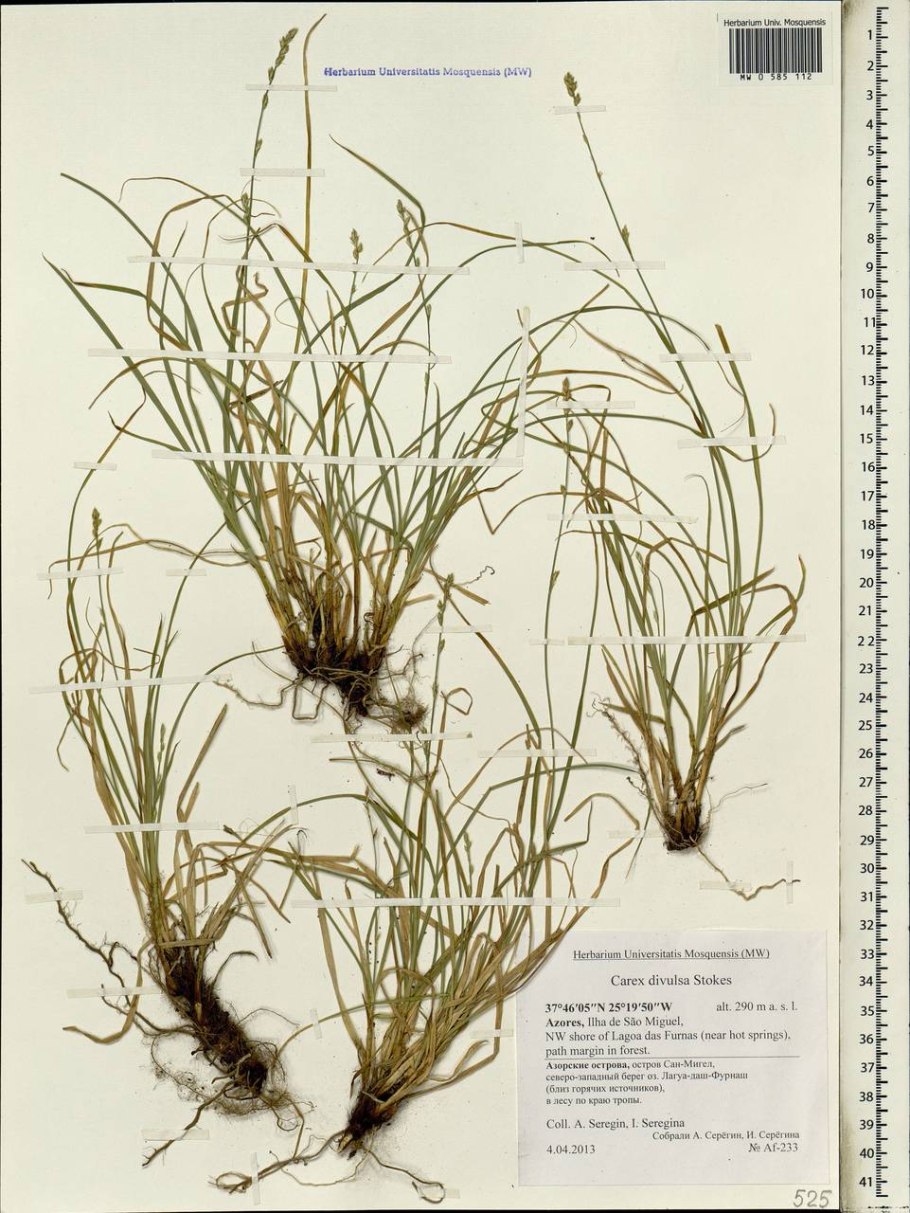 Осока любовь