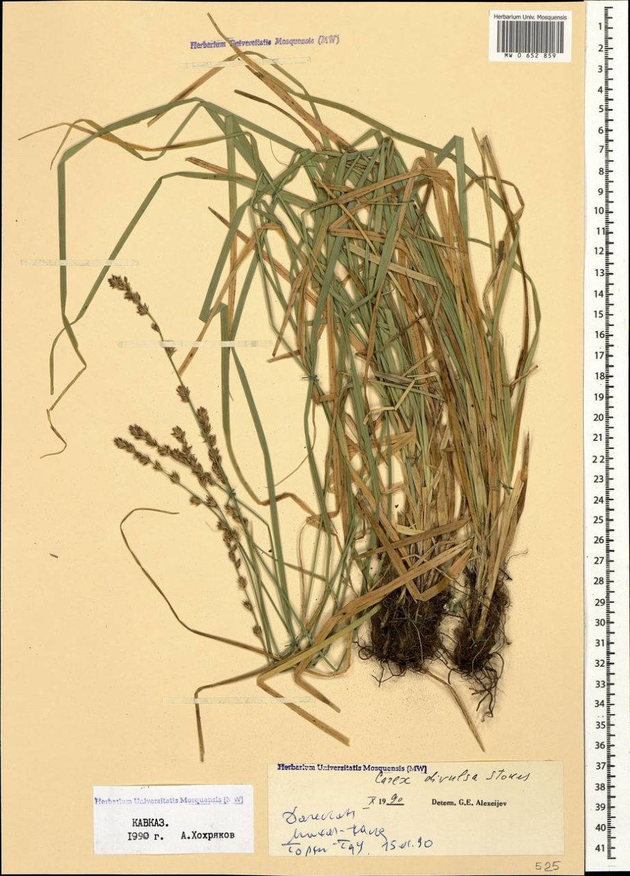 Осока ржаволистная