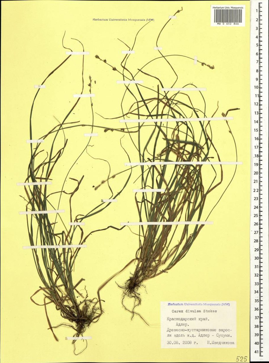 Осока остролистная