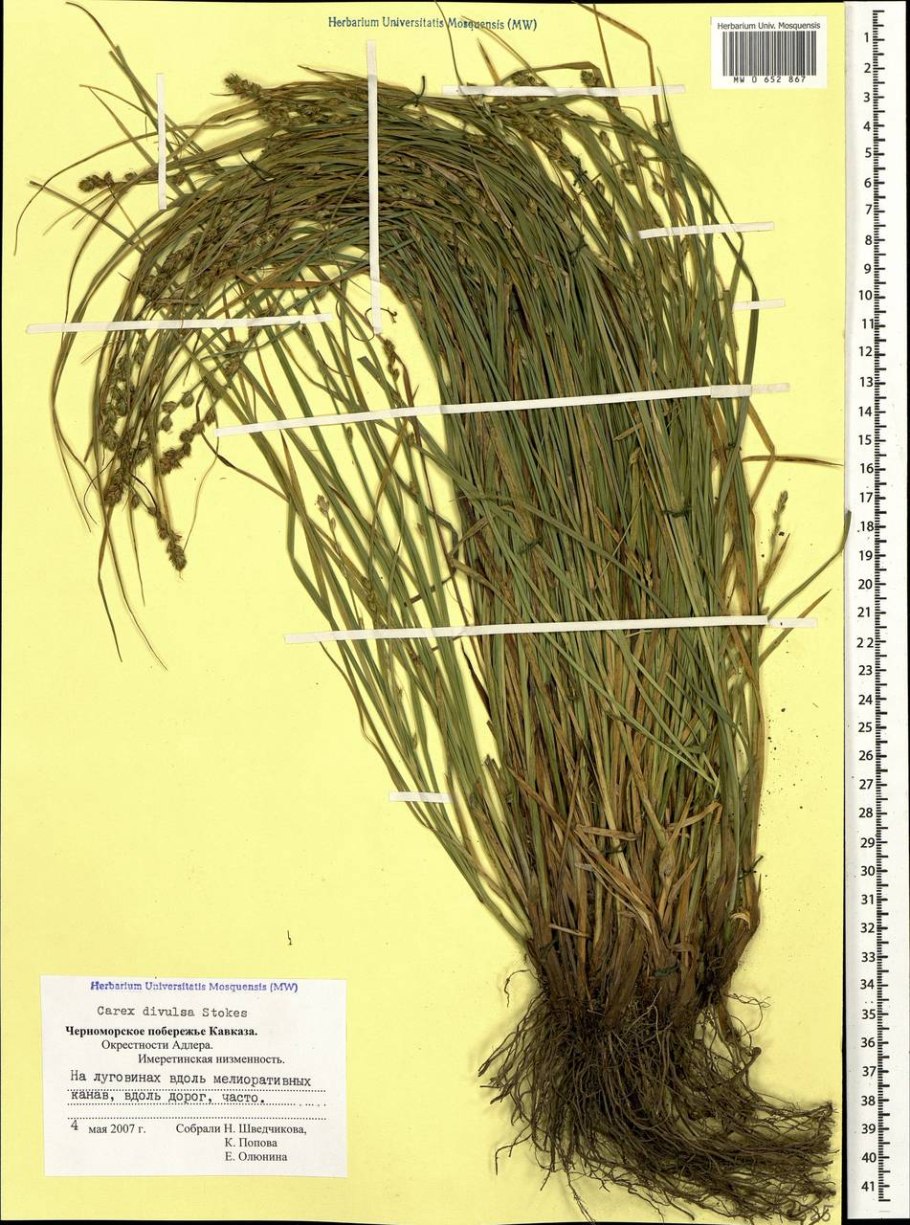 Тату на запястье трава Осока