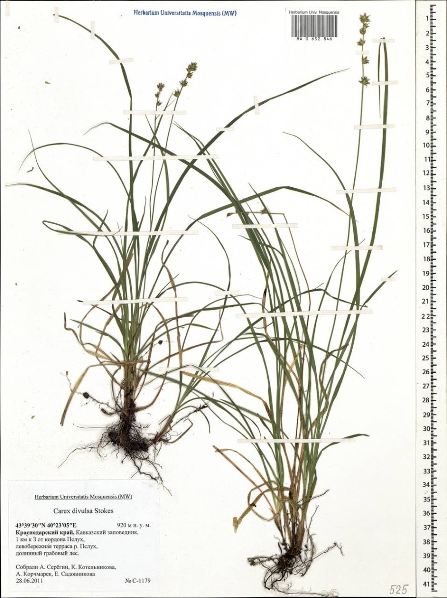 Осока Арнелла (Carex arnellii)