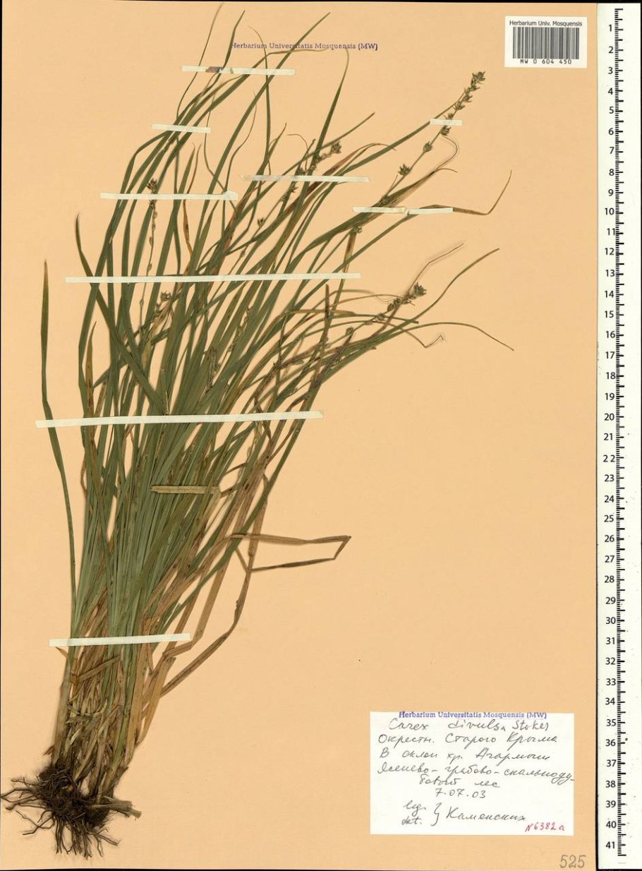 Осока раздельная