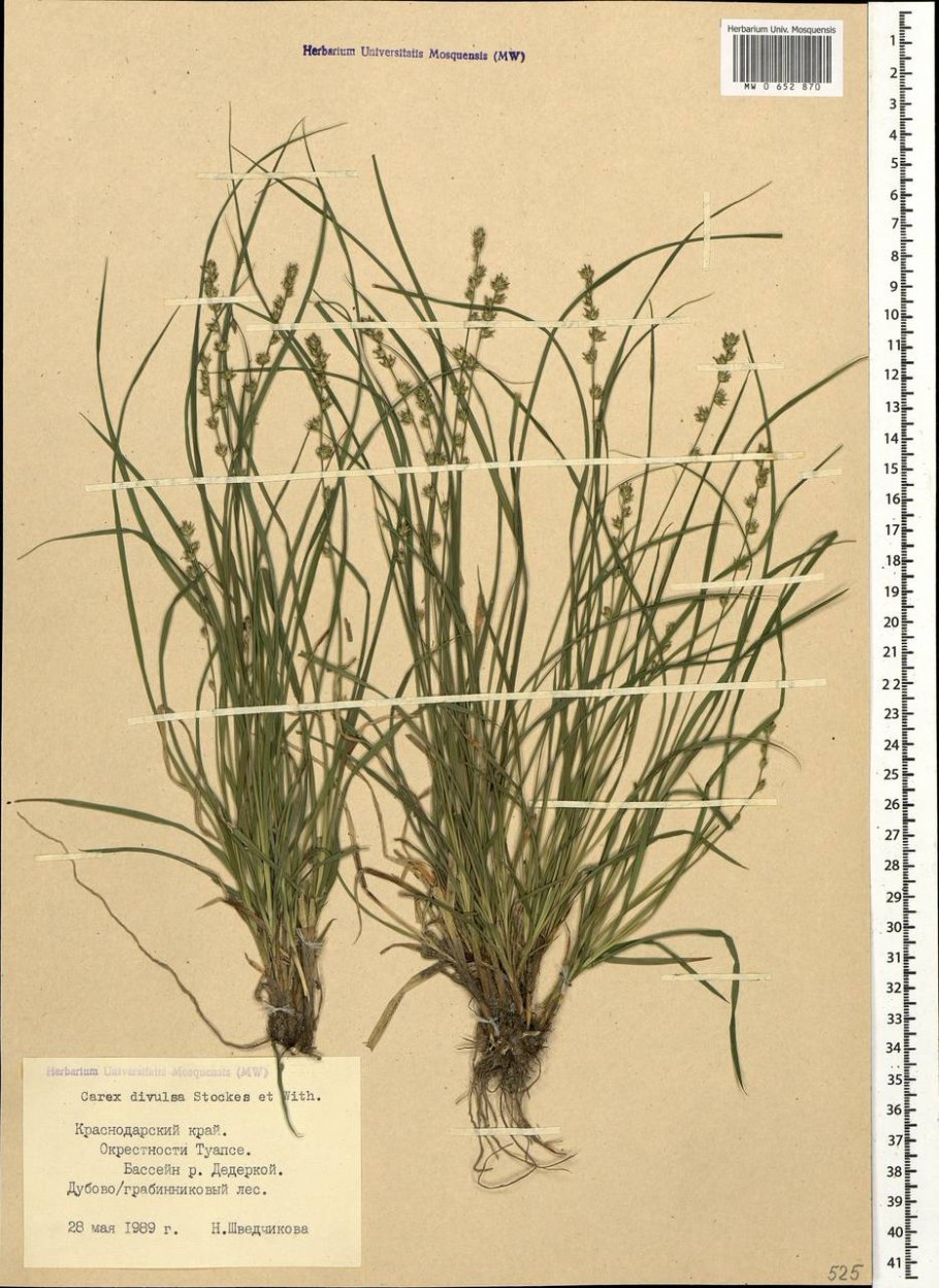 Carex Divulsa