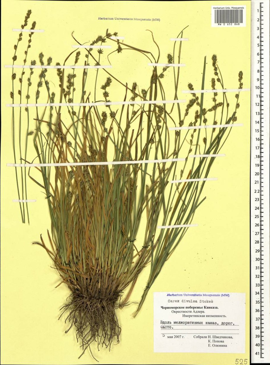 Осока Болотная Carex acutiformis