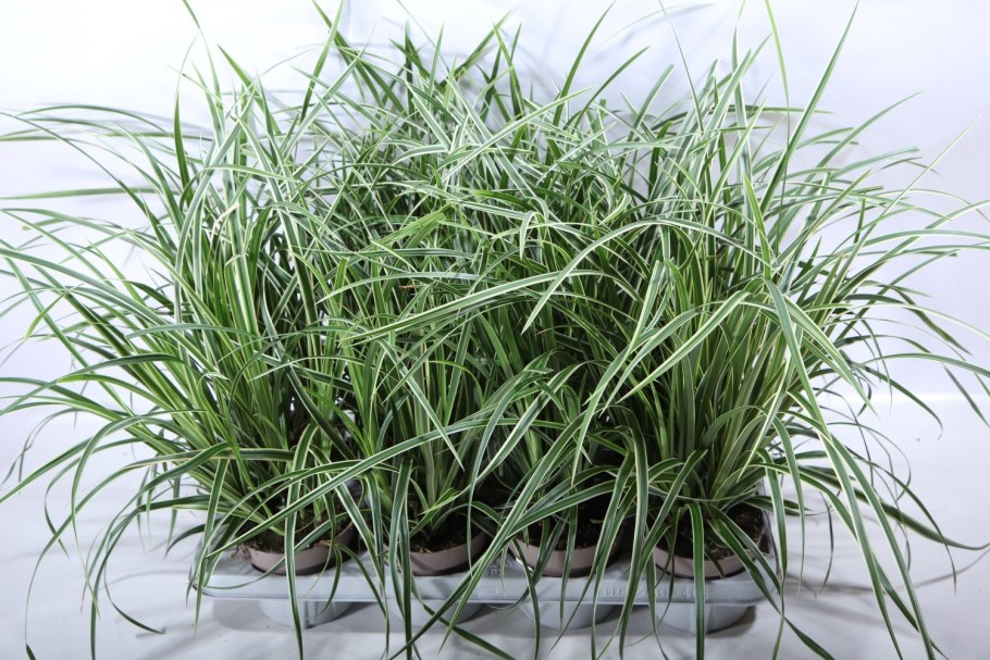 Осока морроу (carex morrowii )