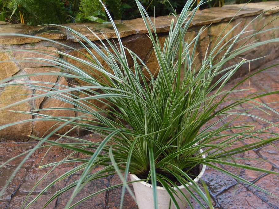 Осока морроу (carex morrowii )