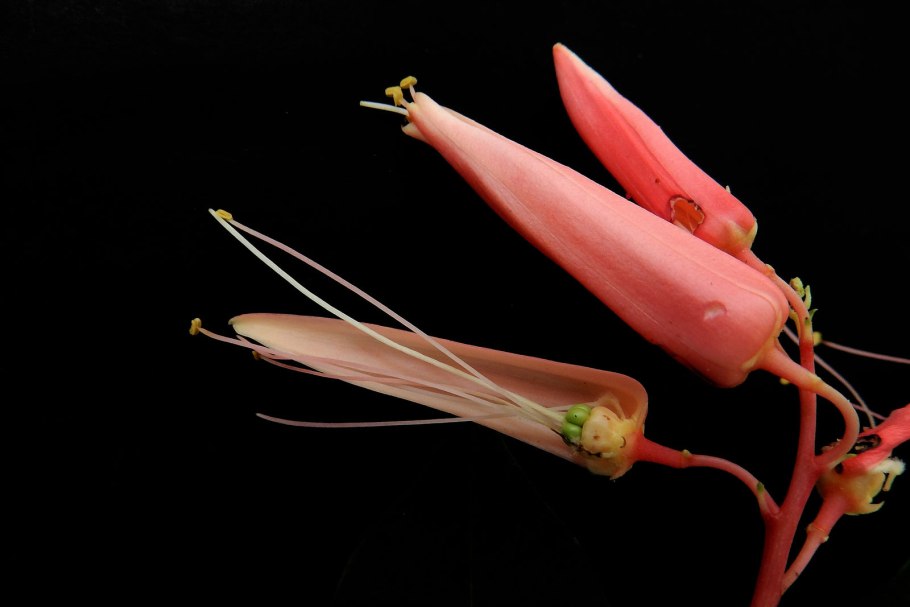 Rosaderm Quassia Amara купить