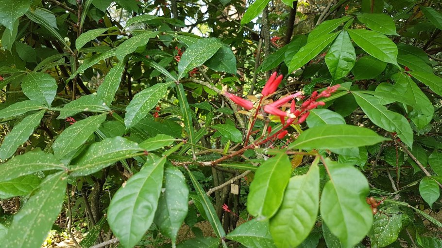 Urera baccifera