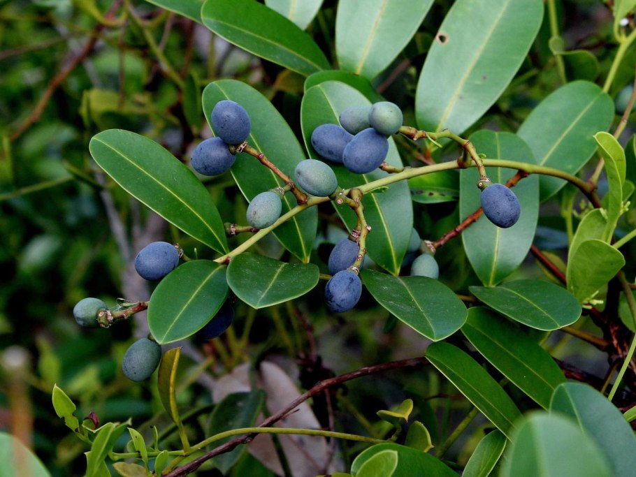Quassia Similiaplex
